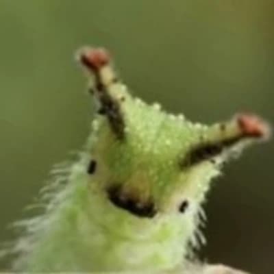 Pip thumbnail