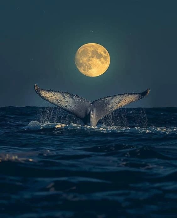 Shark thumbnail