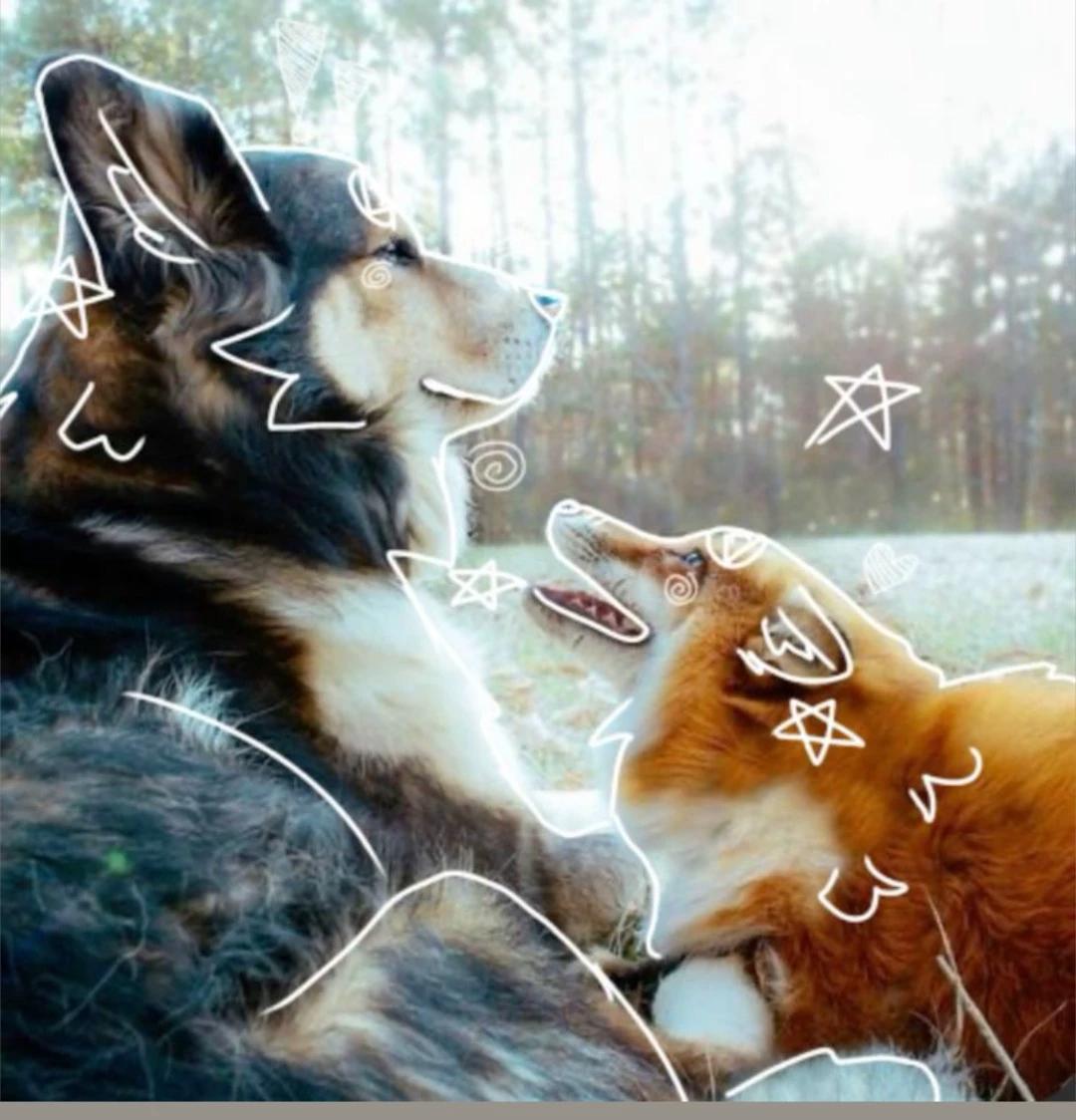A fox and a wolf (update!) thumbnail