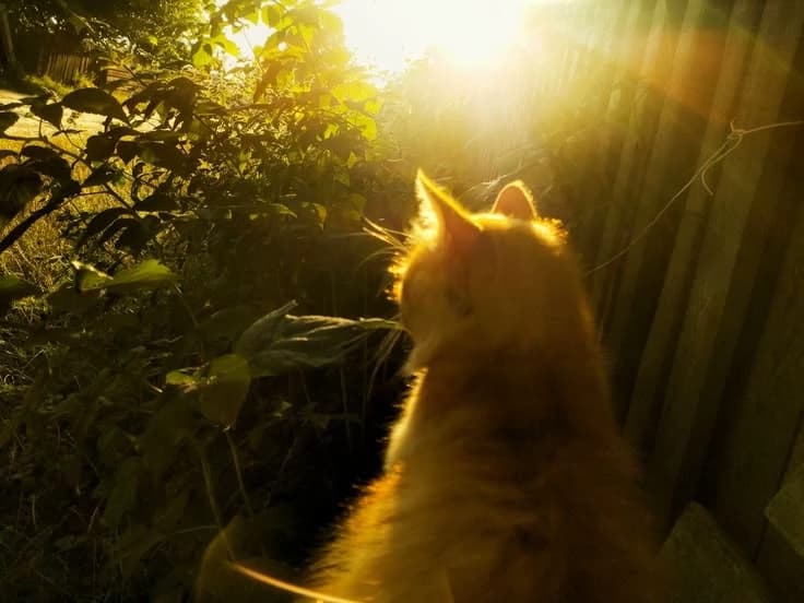 Cat  thumbnail