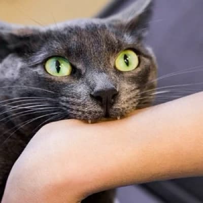 John - owner , male thumbnail