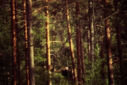 SCP-1000 - Yeti Population thumbnail