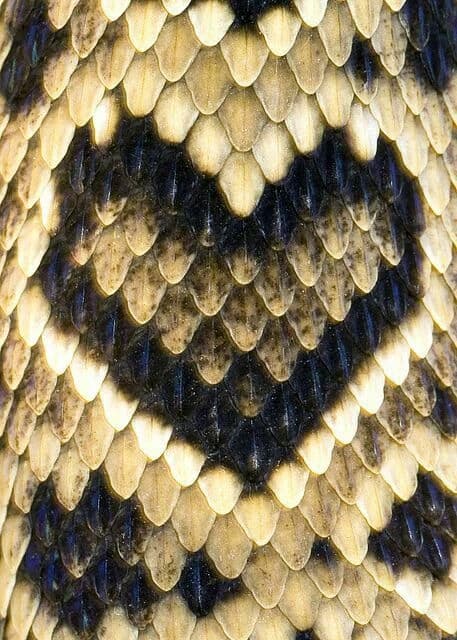 Eastern Diamondhead Rattlesnake thumbnail