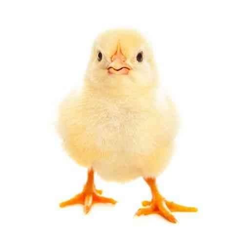 Chicken  thumbnail