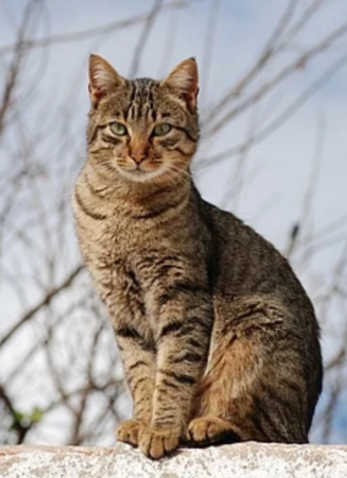 You are a cat thumbnail