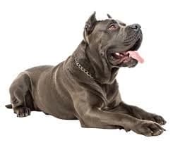 Man's best friend  thumbnail