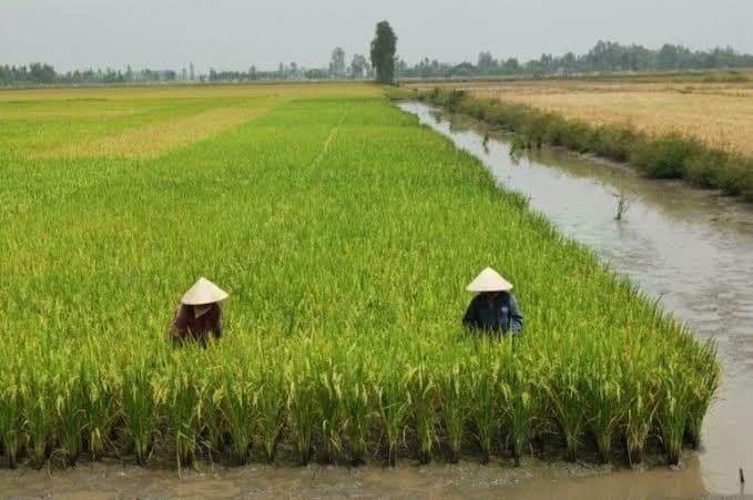 Crop Field thumbnail