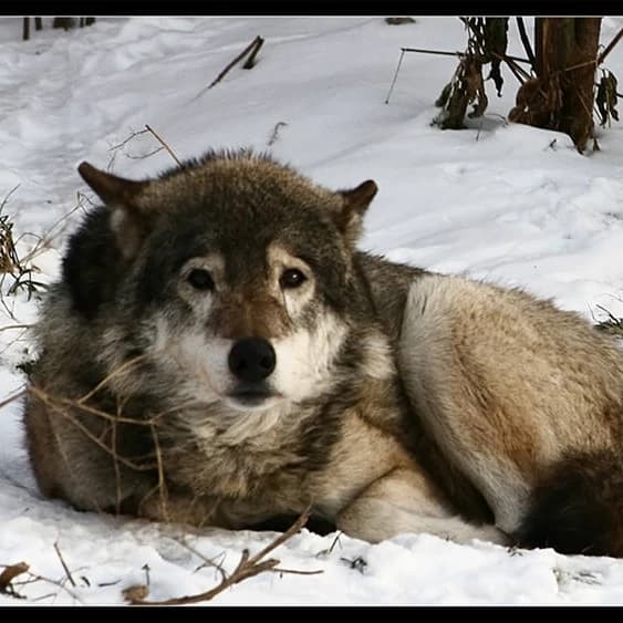 Wolf pack rp thumbnail