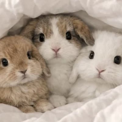 Mimi, Schocko, Miki thumbnail