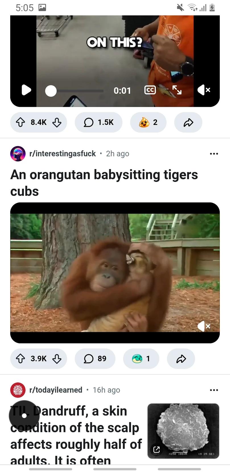 Monkey thumbnail