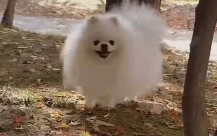 Your puppy thumbnail