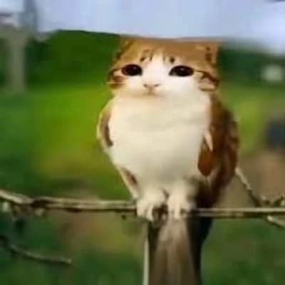 Meowl thumbnail