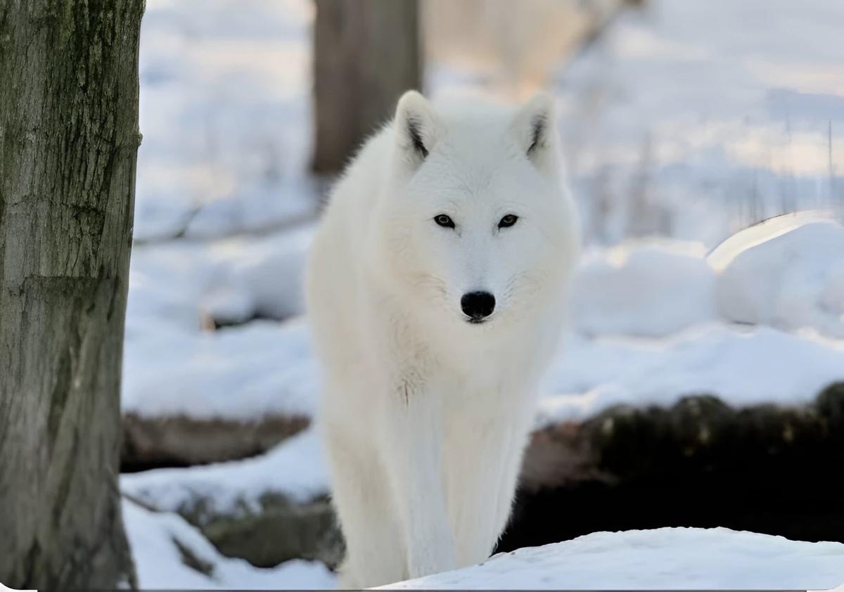 Snow wolf thumbnail