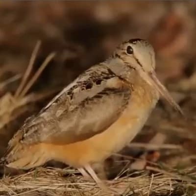 American Woodcock (Timberdoodle) thumbnail
