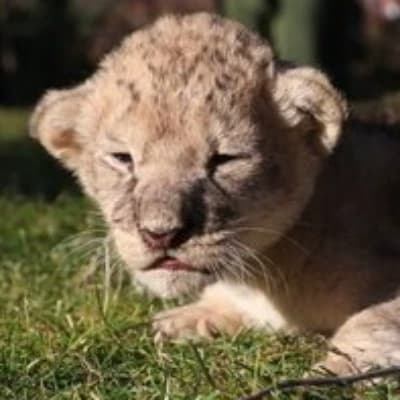 Zoo thumbnail
