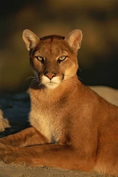 Puma thumbnail