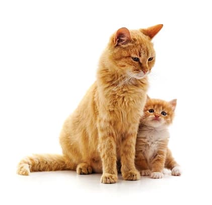 Mother cat Rosa thumbnail