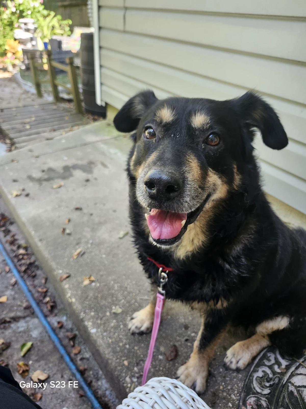 A good boy thumbnail