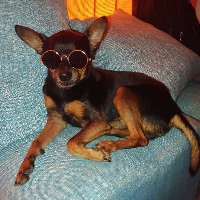 Zeus, the cabra thumbnail