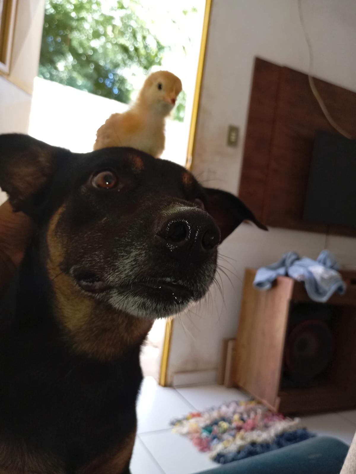 Crauno thumbnail