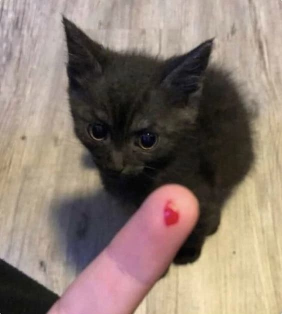 Fury the kitten thumbnail