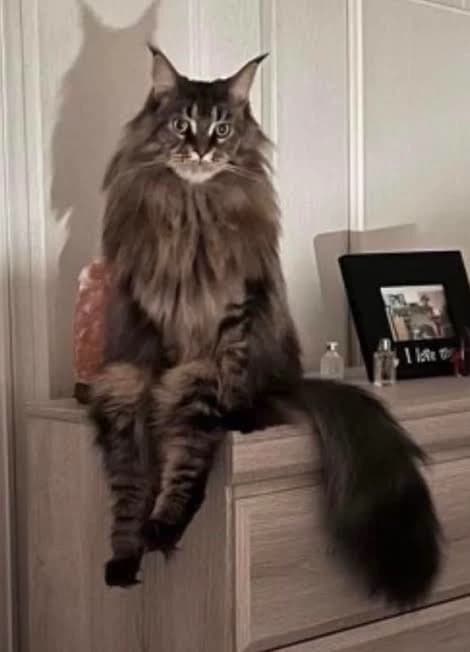 Skinwalker Cat thumbnail