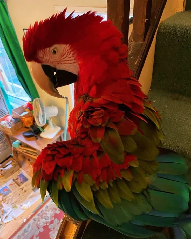 Scarlet Macaw thumbnail