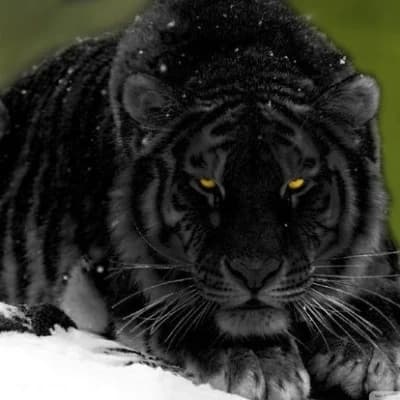 Tiger thumbnail