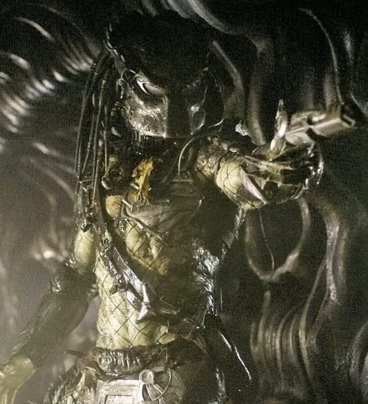 Wolf Predator  thumbnail