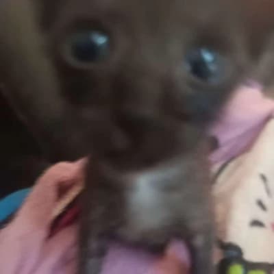 Bot for testing thumbnail