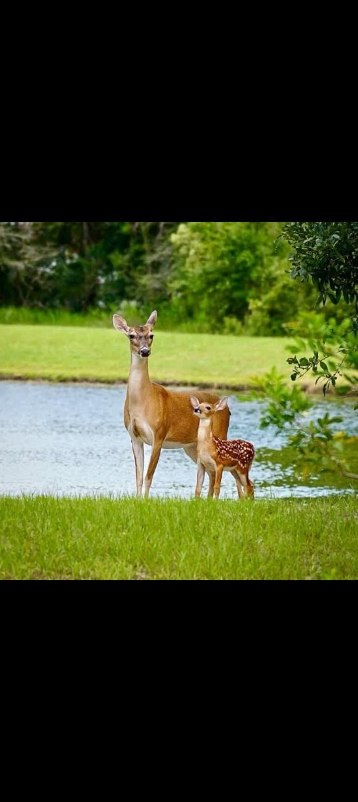 Whitetail Doe thumbnail