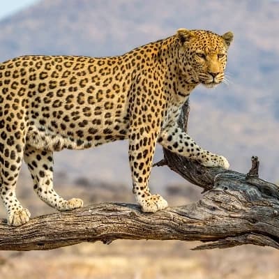 Leopard thumbnail