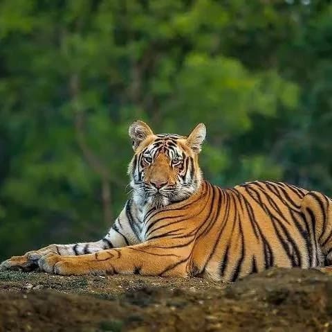 Tiger MLM(TF141) thumbnail
