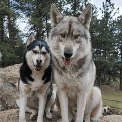 Husky and wolf thumbnail