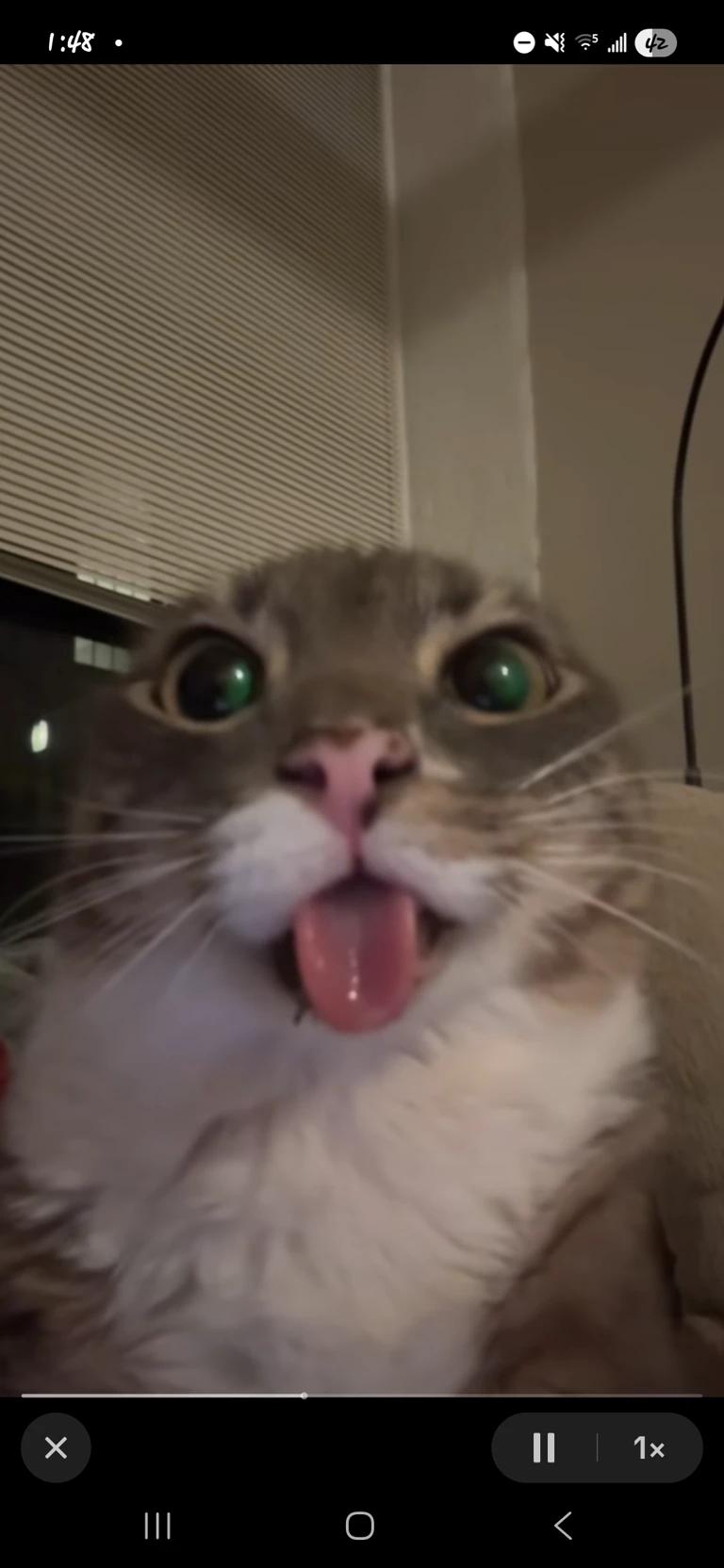 Cat thumbnail