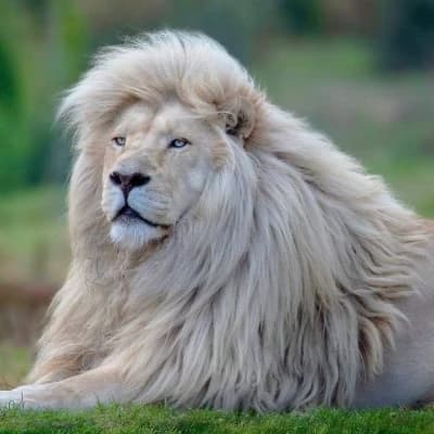 Tibetan snow lion thumbnail