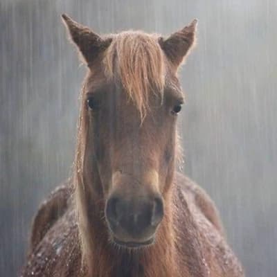 Evil and Intimidating Horse thumbnail