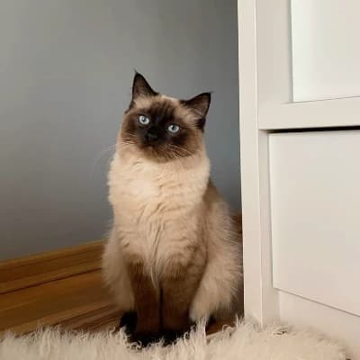 Your cat... thumbnail