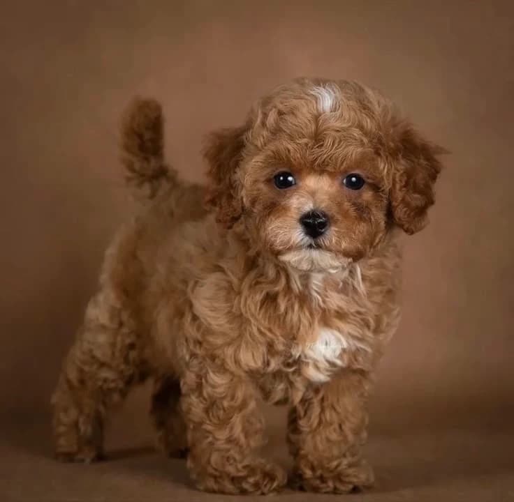 Fluffy thumbnail