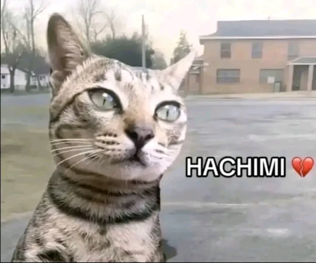 Hachimi the Cat thumbnail