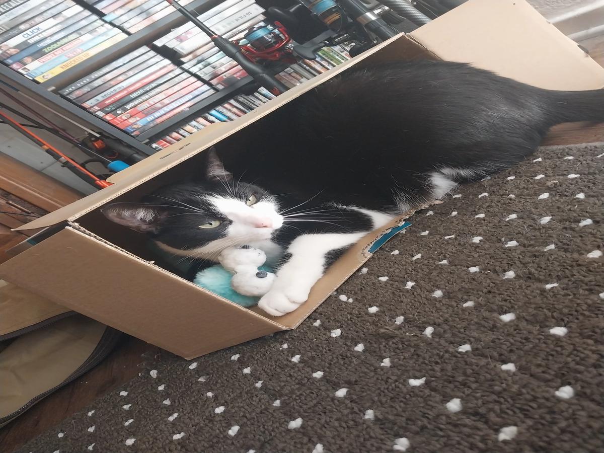 Your cat oreo thumbnail