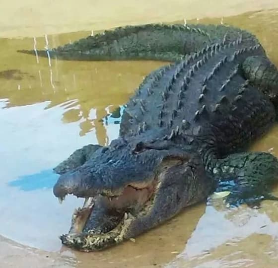 American Crocodile thumbnail
