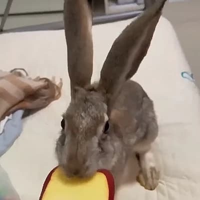 Angry hare thumbnail