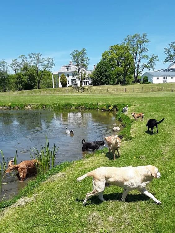 Dog park thumbnail