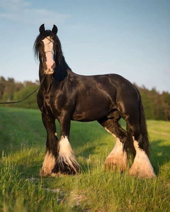 You steed ෆ thumbnail