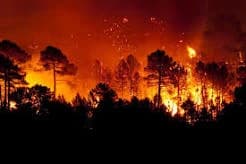Forest fire (Warrior cats) thumbnail