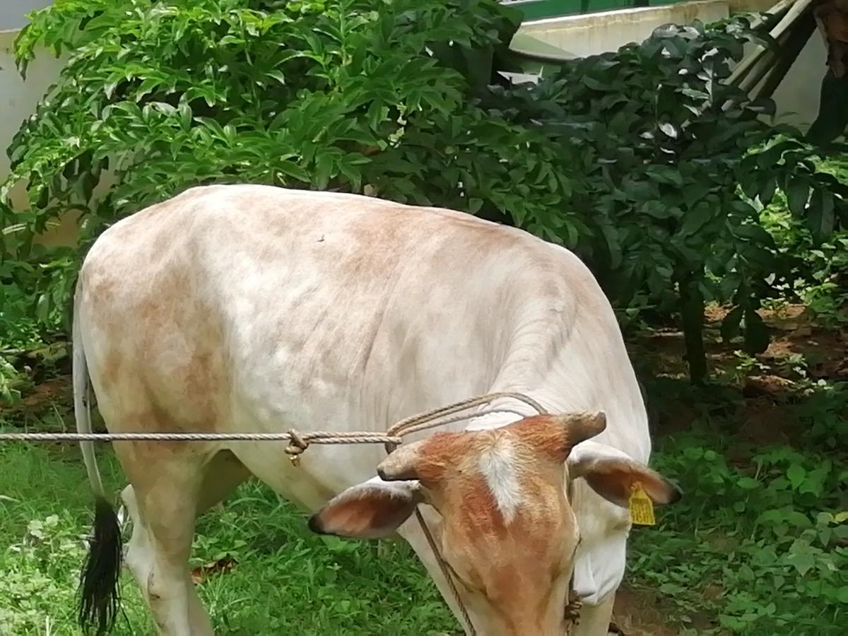 A cow thumbnail