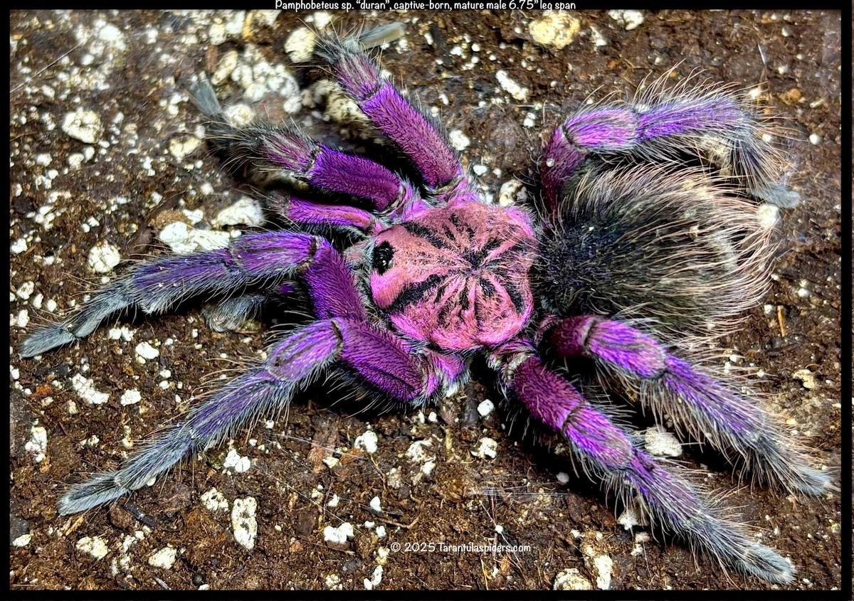 Arachnos thumbnail