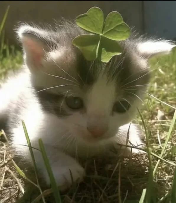 Your baby🐱🍼 kitten thumbnail