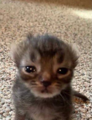Sad kitty 😿 thumbnail